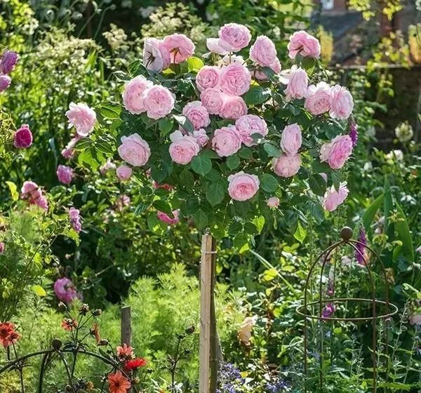 1676070232481507.jpg 微信圖片_20230211070220.jpg