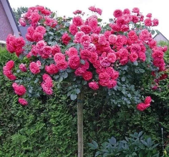 1676070257236132.jpg 微信圖片_20230211070304.jpg