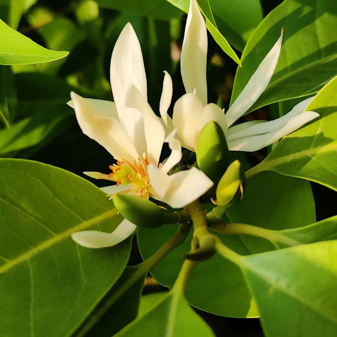 1676070436436071.jpg 微信圖片_20230112000053.jpg