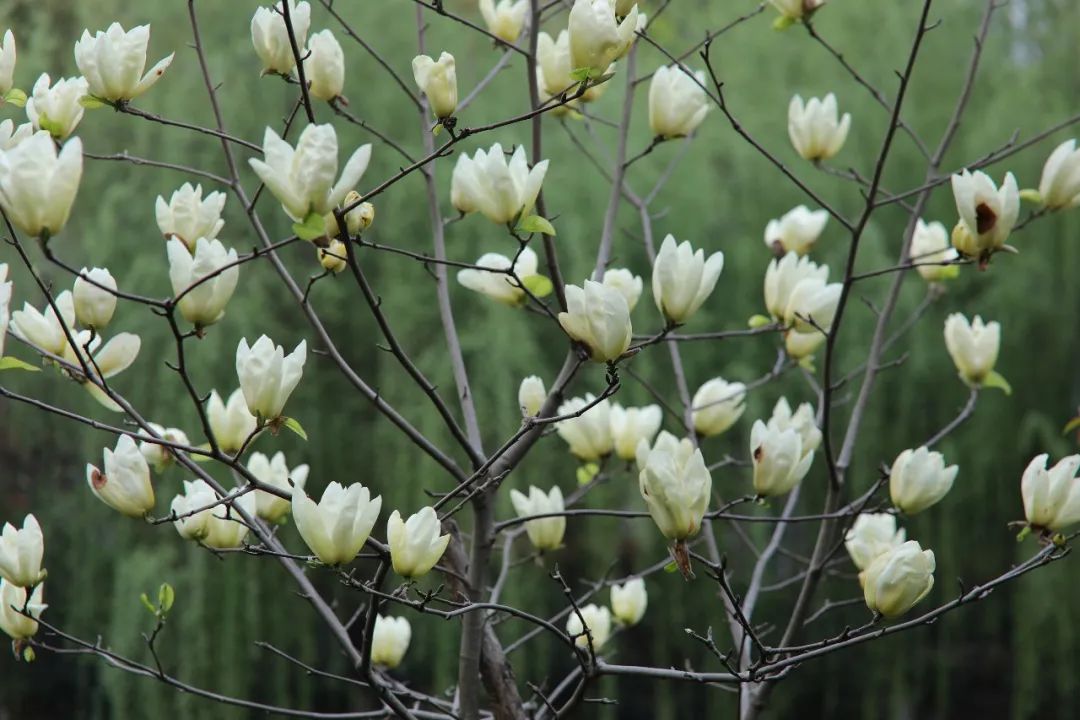 1676583116609825.jpg 微信圖片_20230113055058.jpg