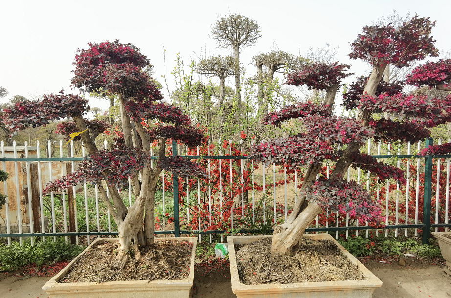 1676638729396543.png 微信圖片_20230201043809.png