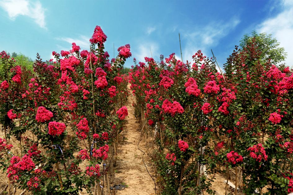 1676639057786595.jpg 國旗紅紫薇2.jpg