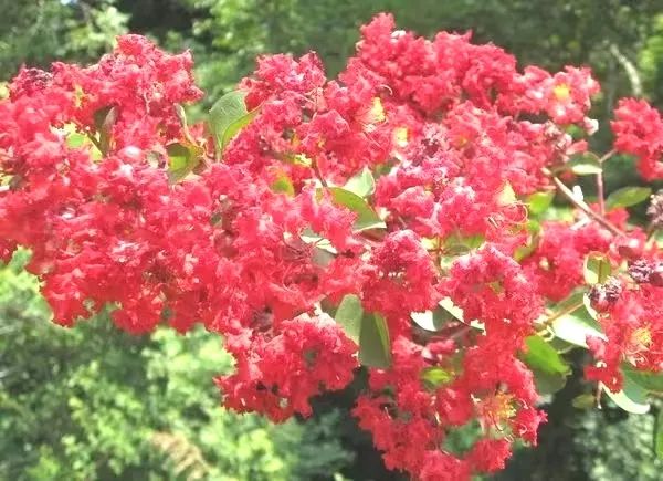 1676639086749802.jpg 紅火箭3.jpg