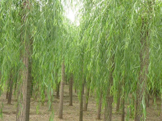 1676639633829440.jpg g0_8659060.jpg