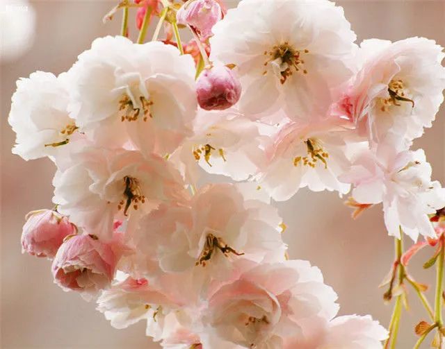 1676639805781525.jpg 大島櫻.jpg