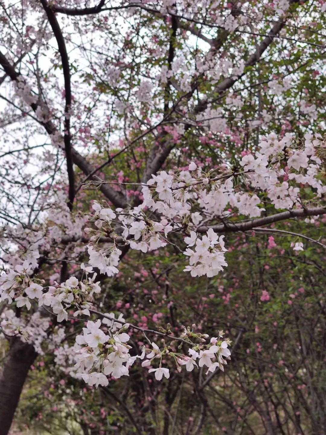 1676639817703181.jpg 微信圖片_20221101160203.jpg