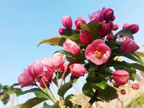 1676643468199874.jpg 北美海棠.jpg