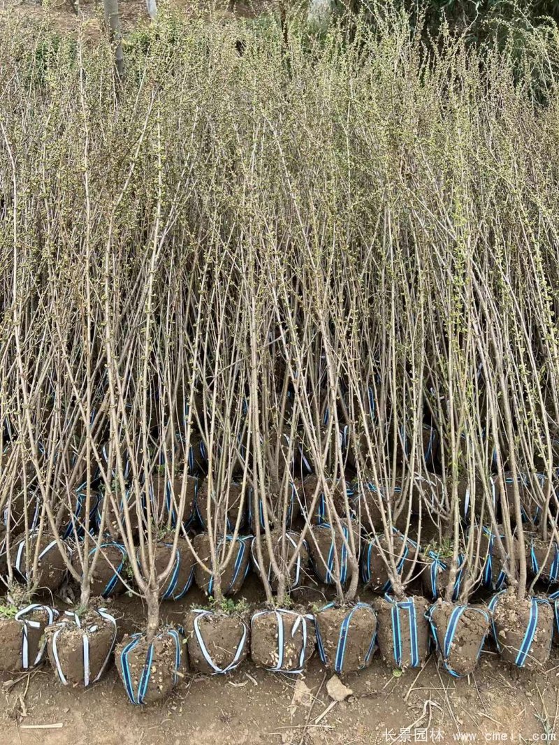 叢生榆葉梅 叢生榆葉梅