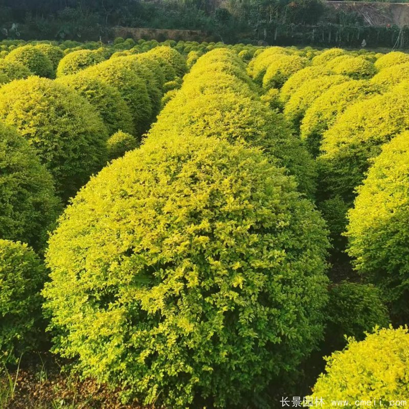 金冠女貞球 金冠女貞球