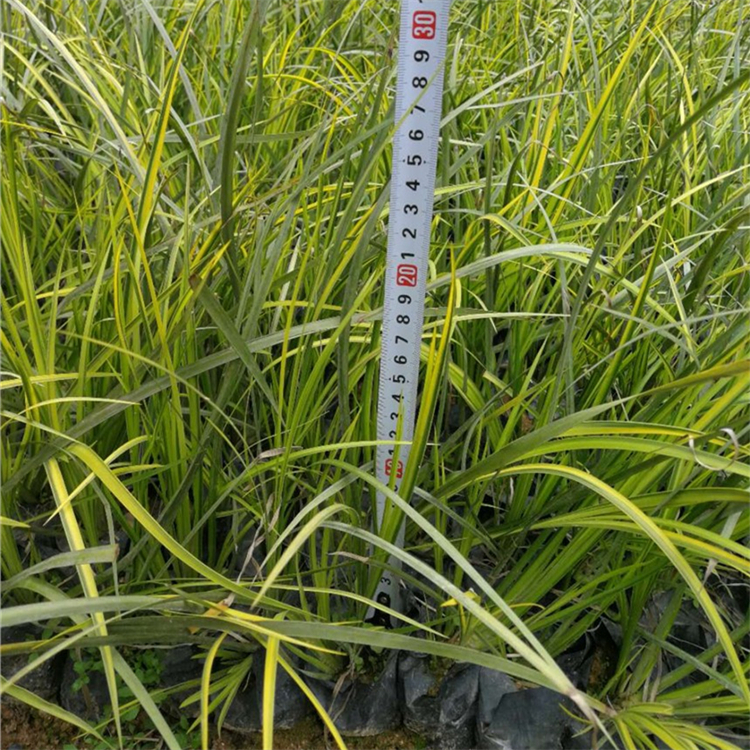 金葉石菖蒲 金葉石菖蒲