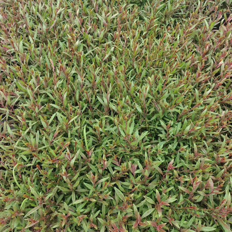 山桃草盆苗 山桃草盆苗