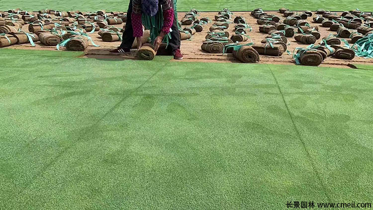 天鵝絨草坪 天鵝絨草坪