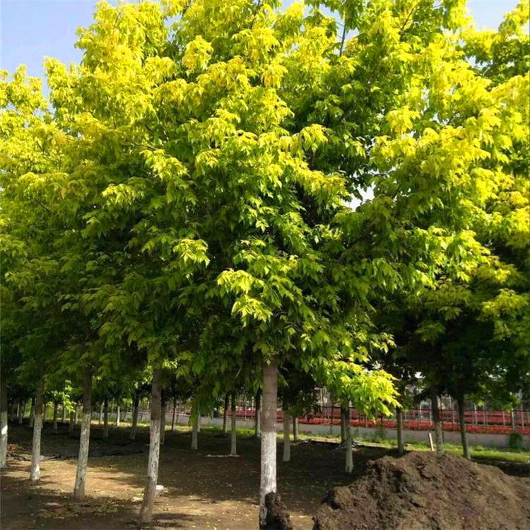 復(fù)葉槭 復(fù)葉槭