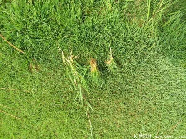 1712368887841612.jpg 1-1F5010J359118.jpg