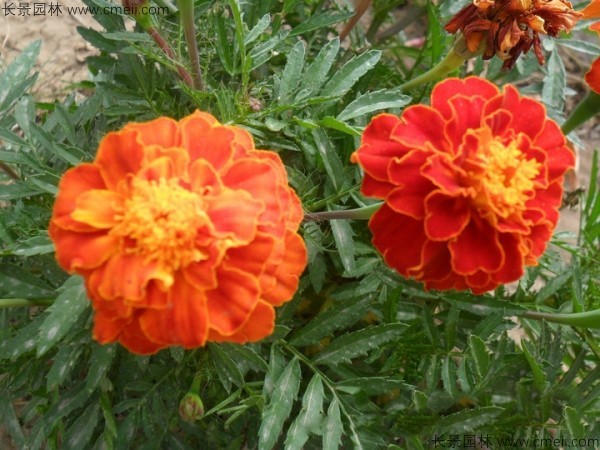 1712901366375485.jpg 1-1FF1124S5334.jpg