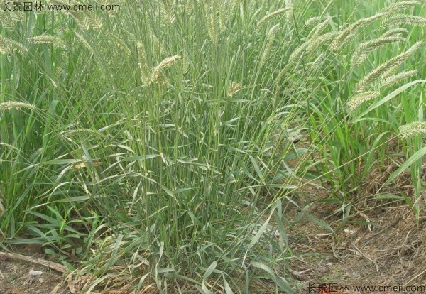 1712902235526491.jpg 1-1F62FTZ3215.jpg