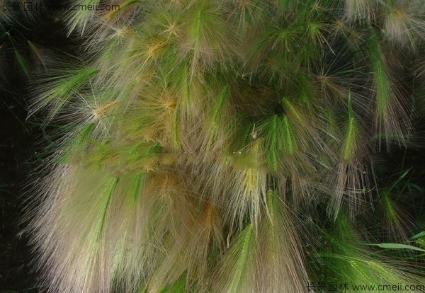 1712902619647325.jpg 1-1FF2114A4624.jpg