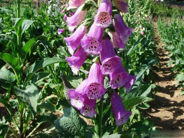 1713168384937668.jpg 1-1FF4151625322.jpg