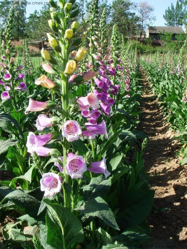 1713168392877280.jpg 1-1FF415162S52.jpg