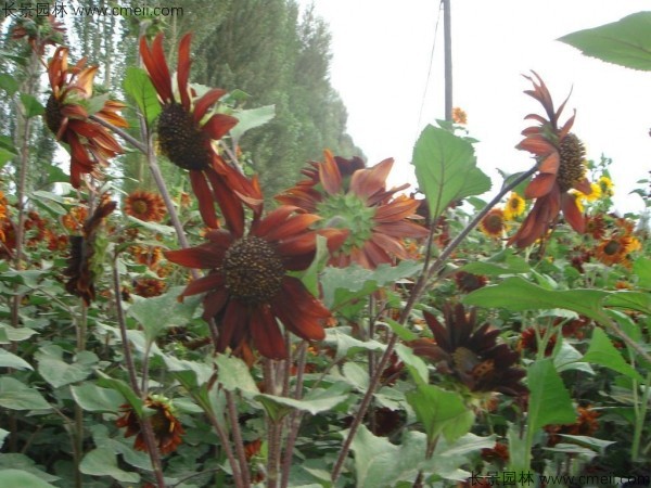 1713169739290141.jpg 1-1FF9104154418.jpg