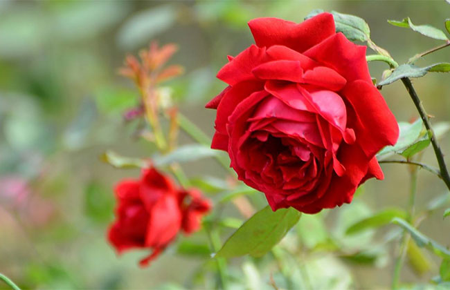 月季花根怎么種植?月季花栽培技術(shù)