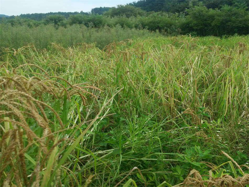 1661780017345492.jpg 4b666f1bc8a1b9005fbf9e65c1a4067.jpg