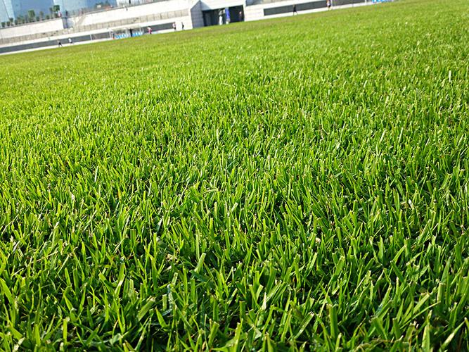 足球場天然草坪 足球場天然草坪