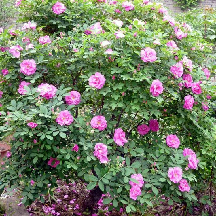 高原玫瑰 高原玫瑰